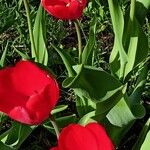 Tulipa agenensis Λουλούδι