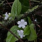 Omphalodes verna Habitat