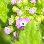 Valerianella eriocarpa Fula