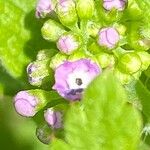 Valerianella eriocarpa 花