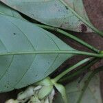 Voacanga bracteata Blatt
