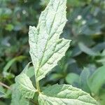 Caiophora hibiscifolia Leaf
