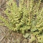 Salvia spinosa Flor
