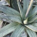 Aloe immaculata List
