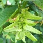 Carpinus betulus Gyümölcs