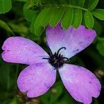 Eudianthe coeli-rosa Flower