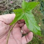 Calystegia purpurata 葉