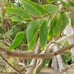 Acacia simplex Folha