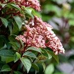 Viburnum rugosum Leaf