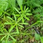 Galium aparine Φύλλο