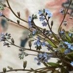 Myosotis minutiflora Virág