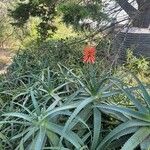 Aloe arborescens葉