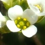 Draba siliquosa Квітка