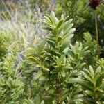 Pectinopitys ferruginoides Vivejo