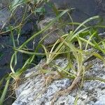 Vallisneria spiralis Листок