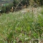 Carex caryophyllea Habit