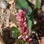 Persicaria maculosa Flor