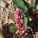 Persicaria maculosa Flower