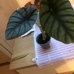 Alocasia baginda Levél