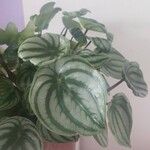 Peperomia argyreia Blad