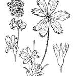 Alchemilla subsericea Annet