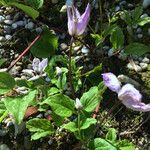 Clematis integrifolia Агульны выгляд