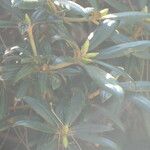 Rhododendron yakushimanum Blatt
