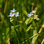 Myosotis laxa برگ