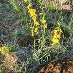 Crotalaria brevidens 花