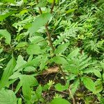 Cornus racemosa Leaf