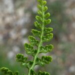 Asplenium fontanum Folio