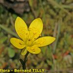 Saxifraga hirculus Flor