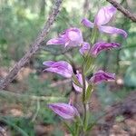 Cephalanthera rubraപുഷ്പം