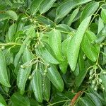 Cinnamomum verum Folha