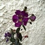 Angelonia biflora Flower