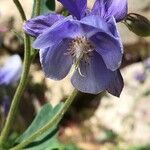 Aquilegia bernardii Λουλούδι