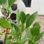 Sedum telephium Leaf