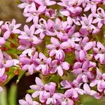 Valeriana calcitrapae Žiedas