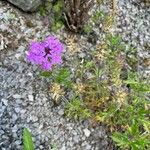 Verbena bipinnatifida Habitus