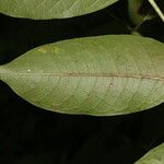 Bursera simaruba Folla