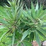 Echium strictum Листок