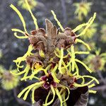 Hamamelis mollis Flower