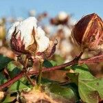 Gossypium hirsutum Gyümölcs