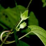 Chloropetalum denticulatum Muu