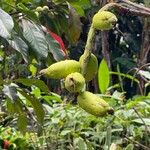 Barringtonia neocaledonica Frukto