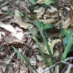 Spiranthes cernua Leaf