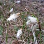 Eriophorum angustifoliumBlomst