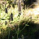 Agastache urticifolia Hábito