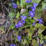 Viola canina Flor
