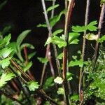 Asplenium formosum Bark